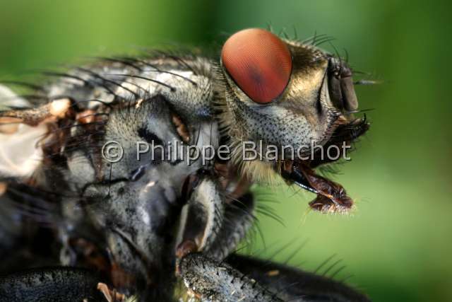 sarcophaga carnaria 3.JPG - Sarcophaga carnaria (Portrait)Mouche à damierFlesh flyDiptera, SarcophagidaeFrance